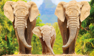 Majestic elephant herd spotted on a Southern Africa safari