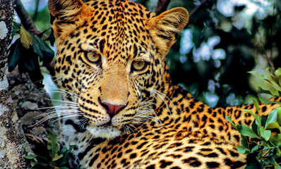 Gorgeous leopard perched in a tree spotted from a game drive at Chindeni Bushcamp in Zambia's South Luangwa National Park