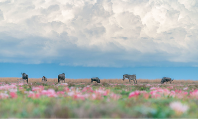 Herd of wildebeest and zebra grazing in Zambia's Liuwa Plain National Park