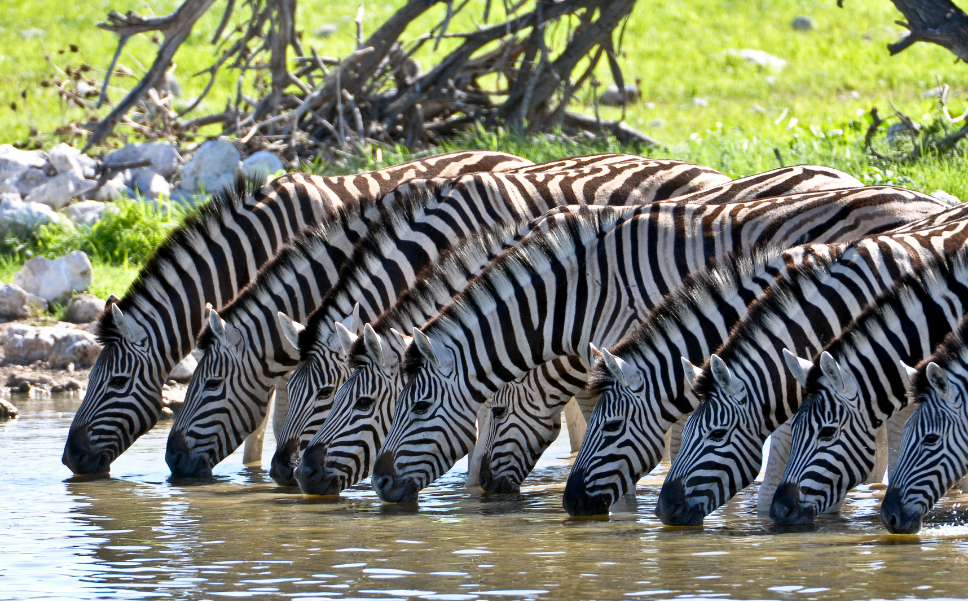 Wildlife Safari