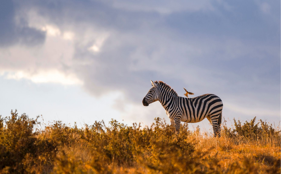 KENYA CONSERVATION